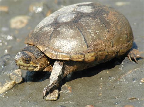 Eastern Mud Turtle Protecting The New Jersey Pinelands And Pine Barrens Pinelands