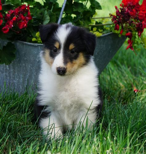 Akc Registered Lassie Collie For Sale Fredericksburg Oh Male Linus