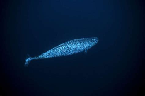 Never Before Seen Footage Solves The Mystery Of The Narwhal Tusk