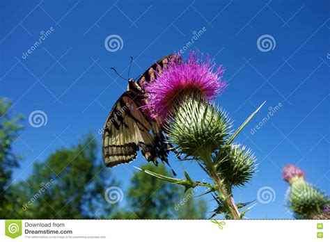 Mariposa Tiger Swallowtail Imagen De Archivo Imagen De Cara