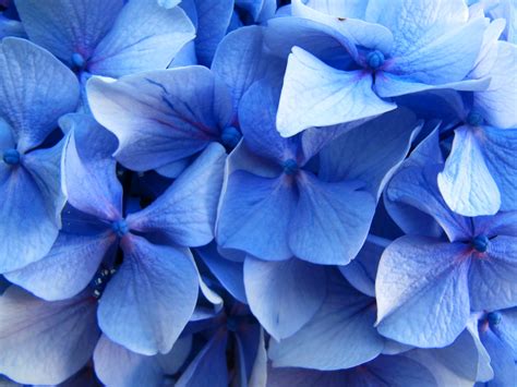 Our Love For Blue Flowers Its Complicated Good Earth Plants