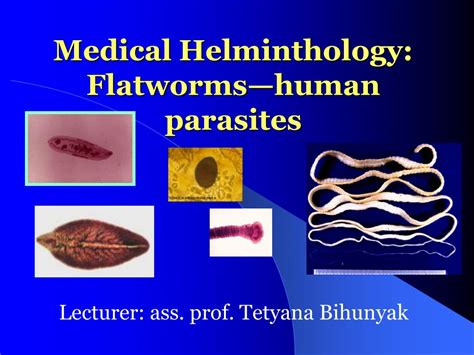 Ppt Medical Helminthology Flatworms—human Parasites Powerpoint Presentation Id 5486974