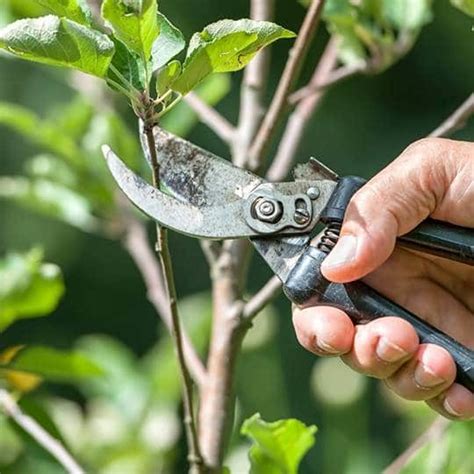 Spring Tree Pruning Tips To Improve The Health Of Your Trees This Season