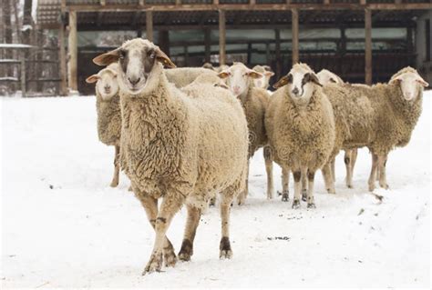 Sheep On Snow Stock Photo Image Of Flock Cattle Agriculture 37624838