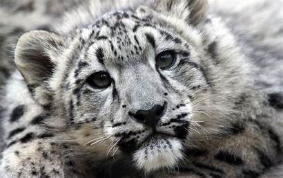 Snow Leopards Leopard Tiger Wallpapers Background Face