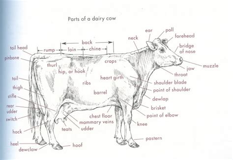 Anatomy Of Cattle