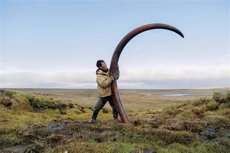 Giant Woolly Mammoths Tusk Discovered In Siberia How Large Are
