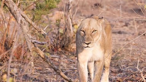 Wild Lioness In South Africa Stock Image Image Of Portrait Africa