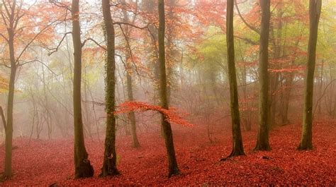 Forests Autumn Fog Trees Hd Wallpaper