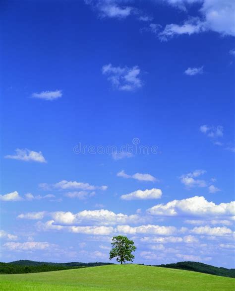 Summer Landscape With Tree Stock Image Image Of Forested 11524713