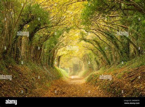 Amazing Tree Tunnel Hi Res Stock Photography And Images Alamy