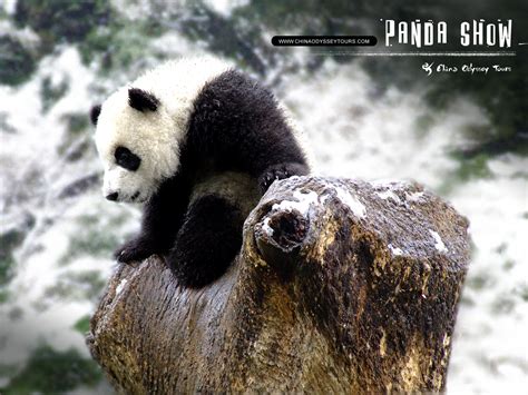 Panda Bear Black And White Chainimage