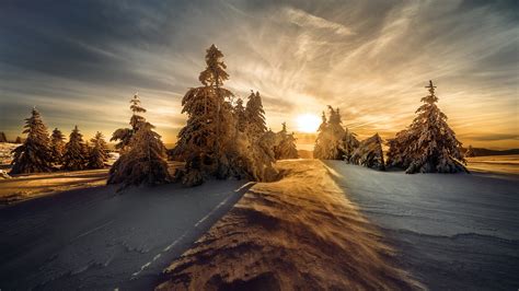 Snow Covered Trees On Snow Covered Landscape During Morning Sunrise Hd