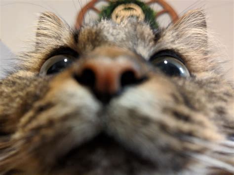 An Extra Close Selfie Of My Cat Syntax Rcatselfies