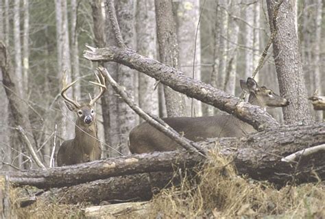 Louisiana Deer Rut Times Calendar Template Printable