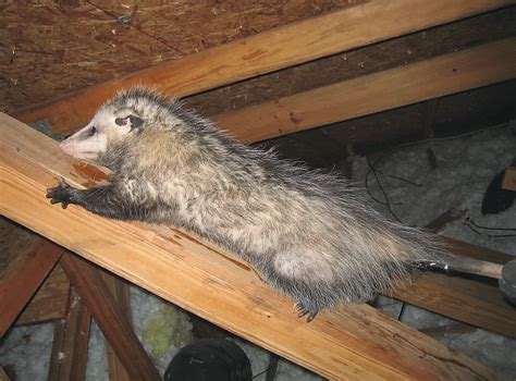 An Opossum Living Inside A Dallas Area Home
