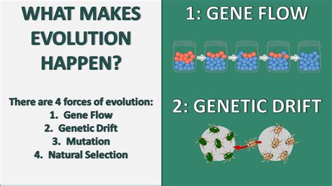 Understanding Gene Flow And Genetic Drift W3schools