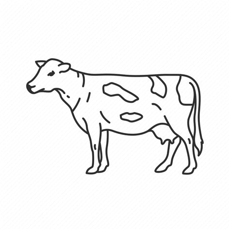 Cow Dairy Cow Female Cow Large Land Mammal Milk Milk Cow Utters