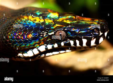 White Lipped Python Snake From Papua New Guinea Stock Photo Alamy