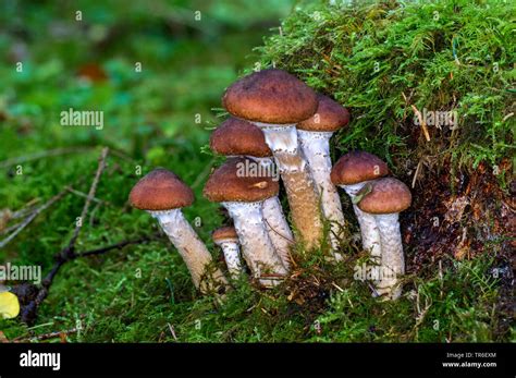 Honey Fungus Armillaria Mellea Fruiting Bodies On The Forest Ground