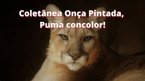 Puma Concolor Qual A Diferença Entre Puma E Onça Parda😻 Youtube