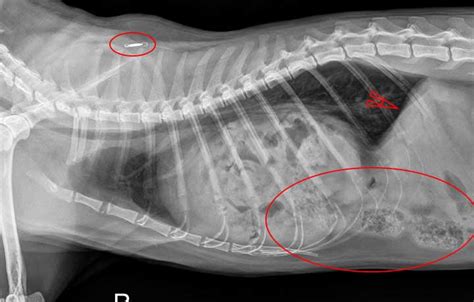 Learn How To Read A Cat X Ray Long Beach Animal Hospital