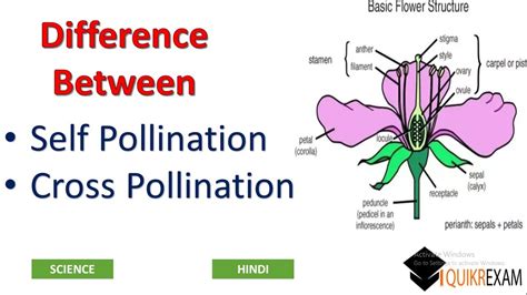 New varieties of plants cannot be produced. Difference Between Self Pollination and Cross Pollination ...