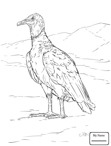 Buzzard Coloring Page At Free Printable Colorings