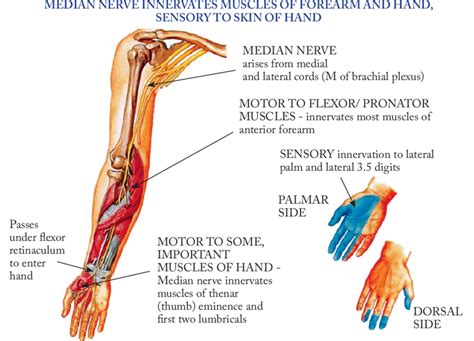 Median Nerve Anatomy Download Scientific Diagram