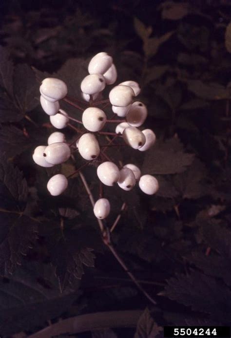 White Baneberry Actaea Pachypoda