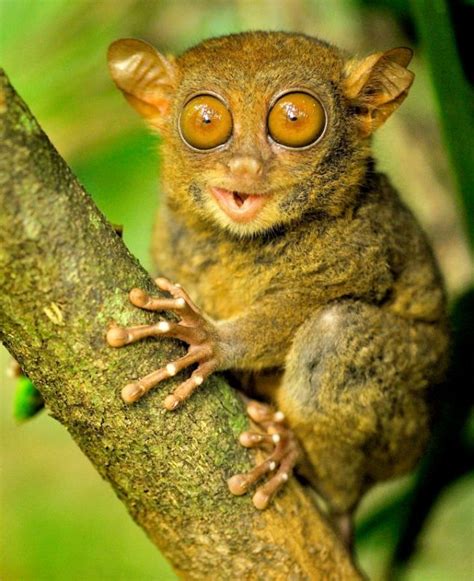 A Small Brown Animal Sitting On Top Of A Tree Branch With Eyes Wide