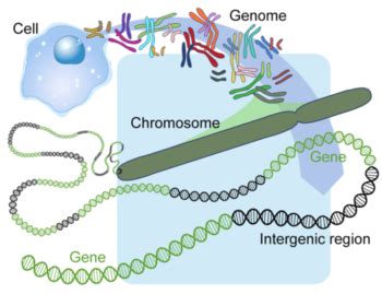 5 17 The Human Genome Human Biology Excerpts For BBIO 053