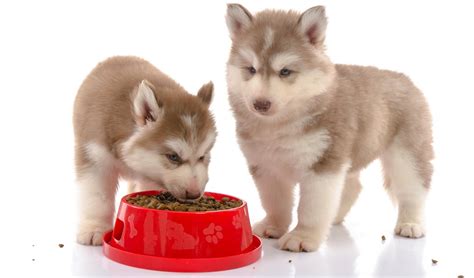 5 of the best dry dog foods for husky puppies. Top 5 Best Dog Food for Husky Puppies to Raise Them ...