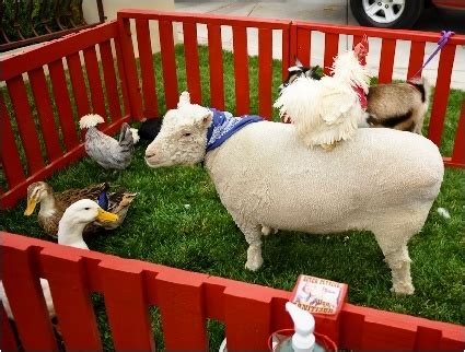 The animals are in excellent condition! Humane petting zoo for parties | Petting zoo birthday ...