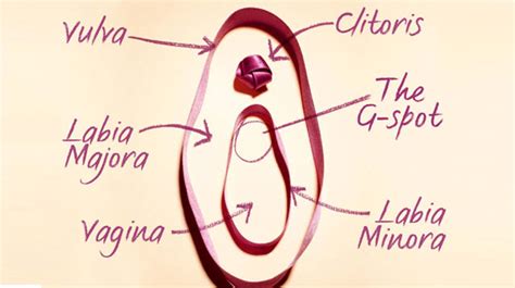 Different Vagina Shapes And Sizes Learntata