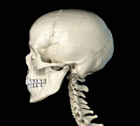 Human Skull View — Stock Photo © Sciencepics 135093904