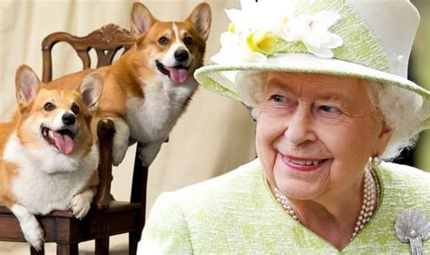 How Many Corgis Does The Queen Have Royal News Uk