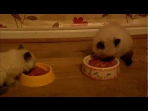 Cat's certainly have a mind of their own, and they don't care. BARF supplements. Ragdoll cats eating BARF supplements ...