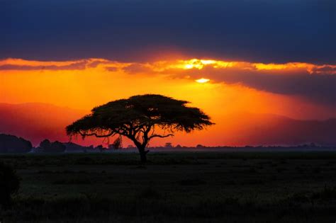 Premium Photo African Tree Silhouette On Sunset In Savannah Nature
