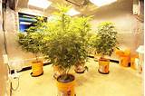 Colorado CO Medical Marijuana Grow Consultations/Consultant » Medical ...