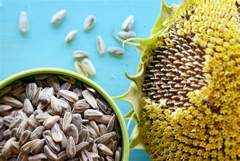 When And How To Harvest Sunflower Seeds For Eating