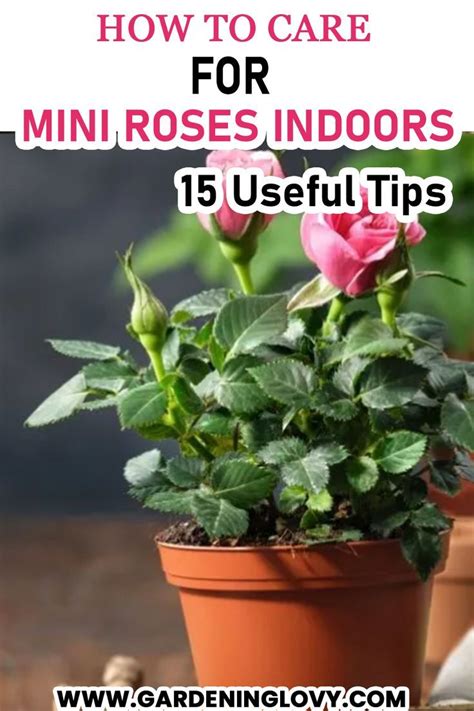 Learn More About How To Grow Miniature Roses Indoors Mini Roses Might