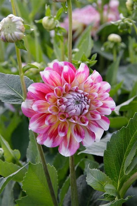 Dahlias 8 Great Looks Heres A Look At The Eight Most Common Flower