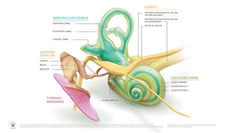 The inner ear consist of the cochlea, the balance mechanism, the vestibular and auditory nerve. Anatomy of the Inner Ear - English labels | AnatomyTOOL