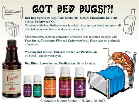 How Do You Use Lavender Oil For Bed Bugs Bed Western