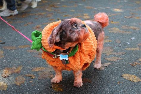 30 Best Costumes At Tompkins Square Dog Halloween Parade Dog