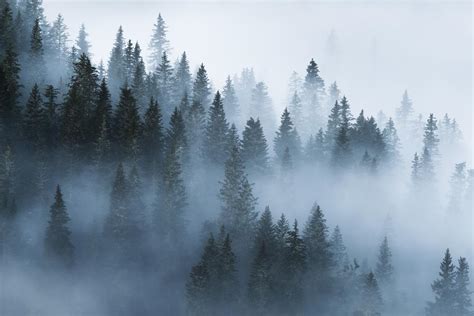 Beautiful Stuff Beautiful Foggy Forest In The Dolomites 1200x800 Oc