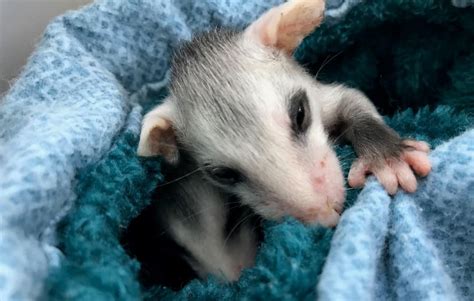 Rescued Baby Opossums Wildcare