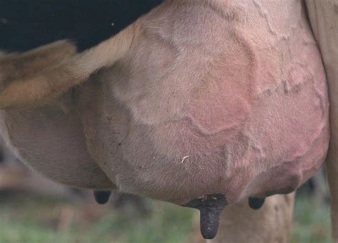 Purulent Mastitis In Cows Reasons How To Treat Phlegmon Of The Udder