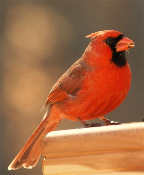 73 Best Images About Red Cardinals On Pinterest The Winter The Birds